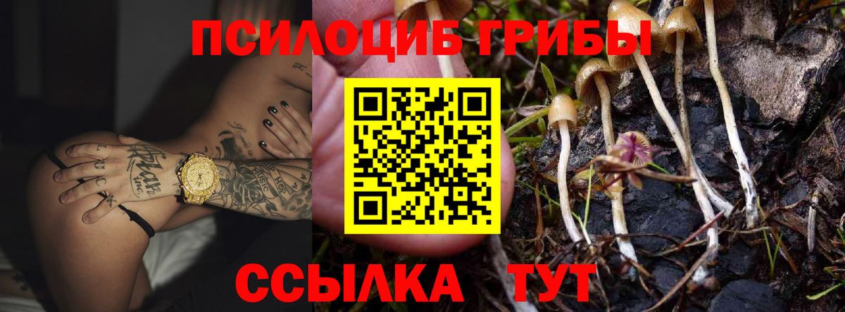 Псилоцибиновые грибы Psilocybe Протвино